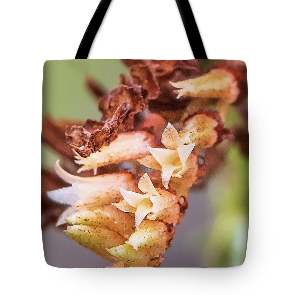Campylocentrum Pachyrrhizum Tote Bag featuring the photograph Ribbon Orchid Bloom Closeup by Rudy Wilms
