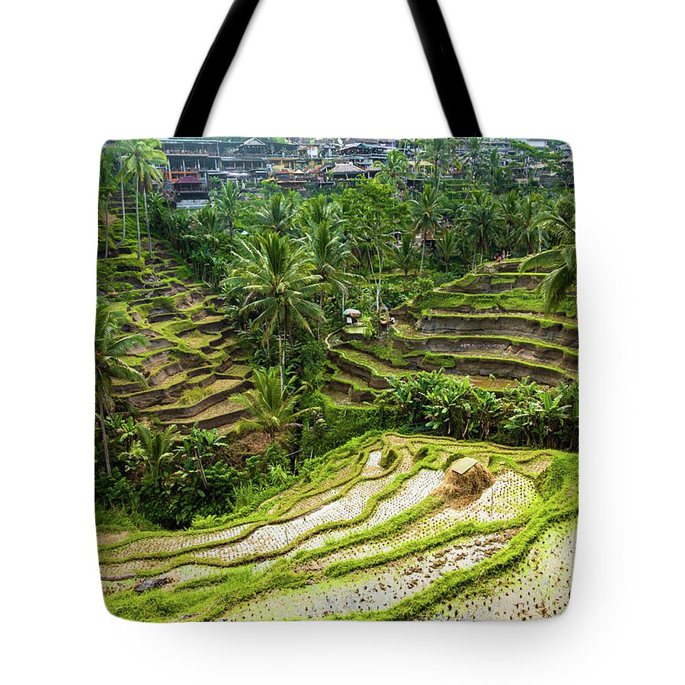 Bali Tote Bag featuring the photograph Rice Terraces, Bali by Aashish Vaidya