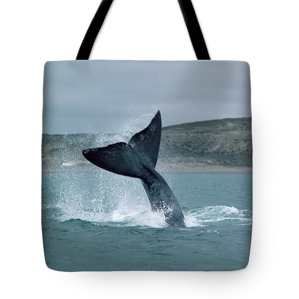 00083997 Tote Bag featuring the photograph Right Whale Tail Lobbing by Flip Nicklin