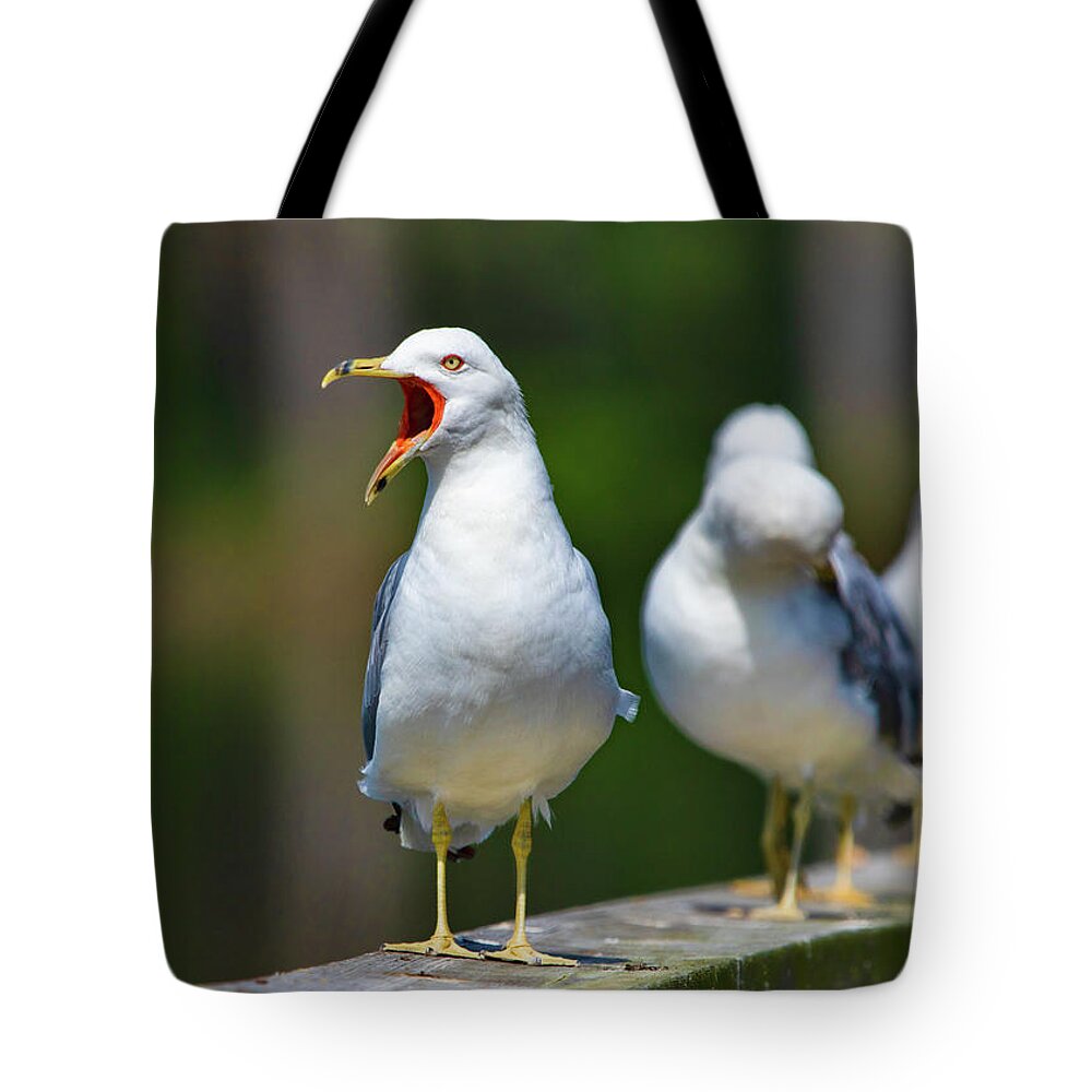 Bird Tote Bag featuring the photograph Ring-billed Gull - being vocal by Ron Grafe