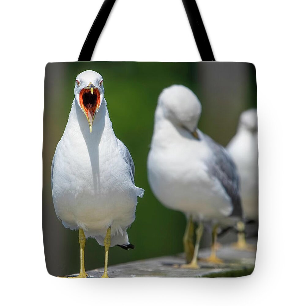 Bird Tote Bag featuring the photograph Ring-billed gull - stop taking my picture by Ron Grafe