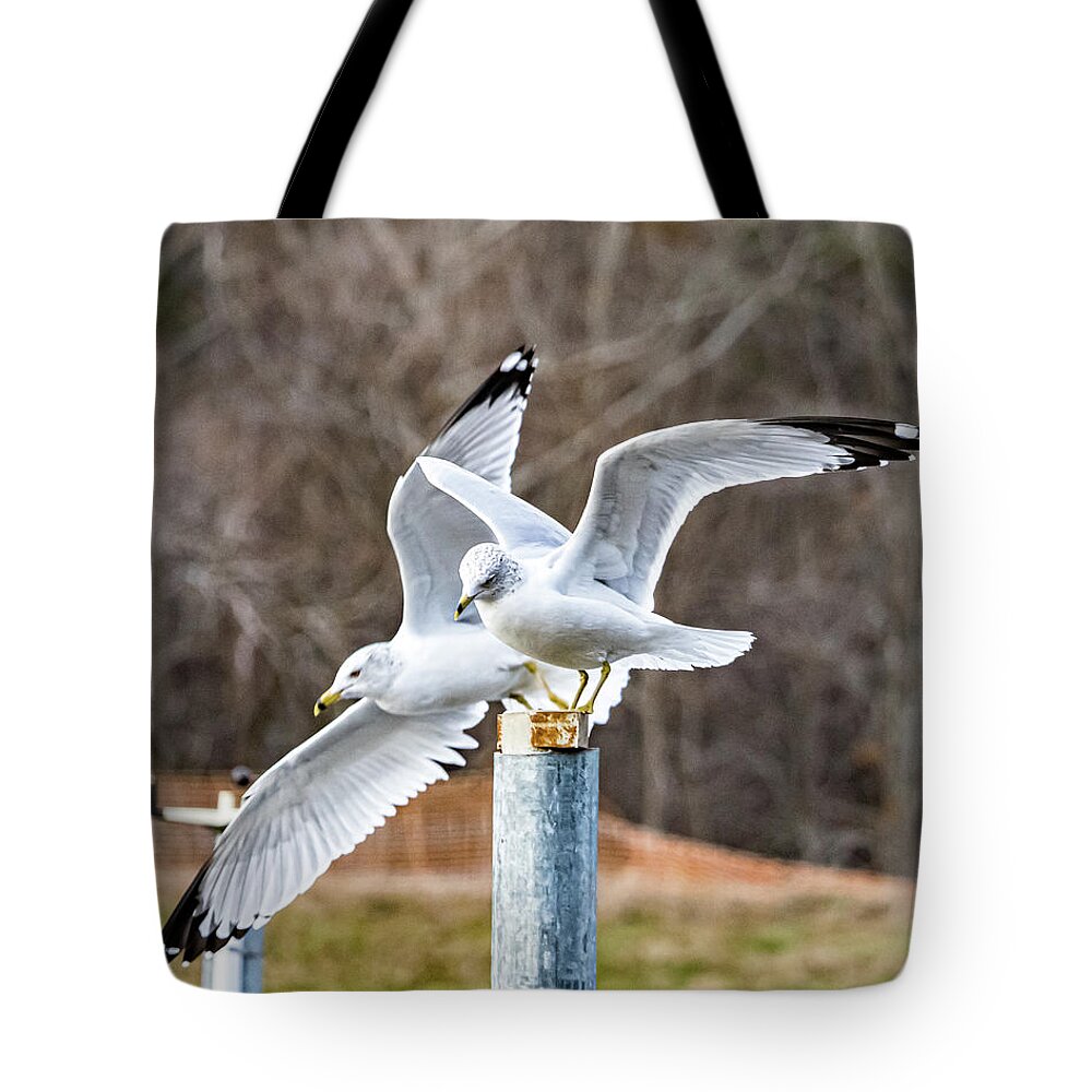 Bird Tote Bag featuring the photograph Ring-billed Gulls by Rick Nelson
