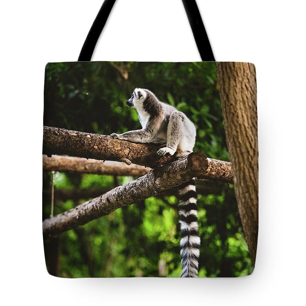 Ring Tailed Lemur Tote Bag featuring the photograph Ring tailed Lemur Catta sitting on a tree by Abigail Diane Photography