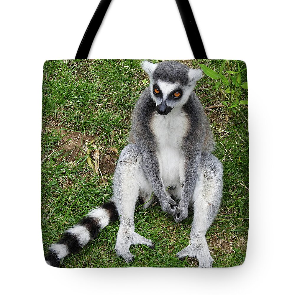Ring-Tailed Lemur Sitting on the Ground Tote Bag by Lisa Crawford - Pixels