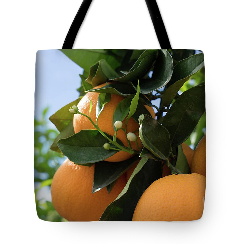 Orange Blossom Tote Bag featuring the photograph Blooming orange tree with white buds, orange blossom in Spain by Adriana Mueller