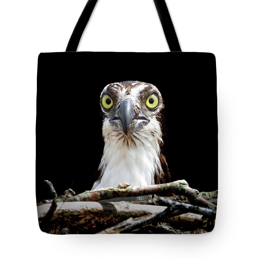 Birds Tote Bag featuring the photograph Osprey Rise and Shine by Chris Scroggins