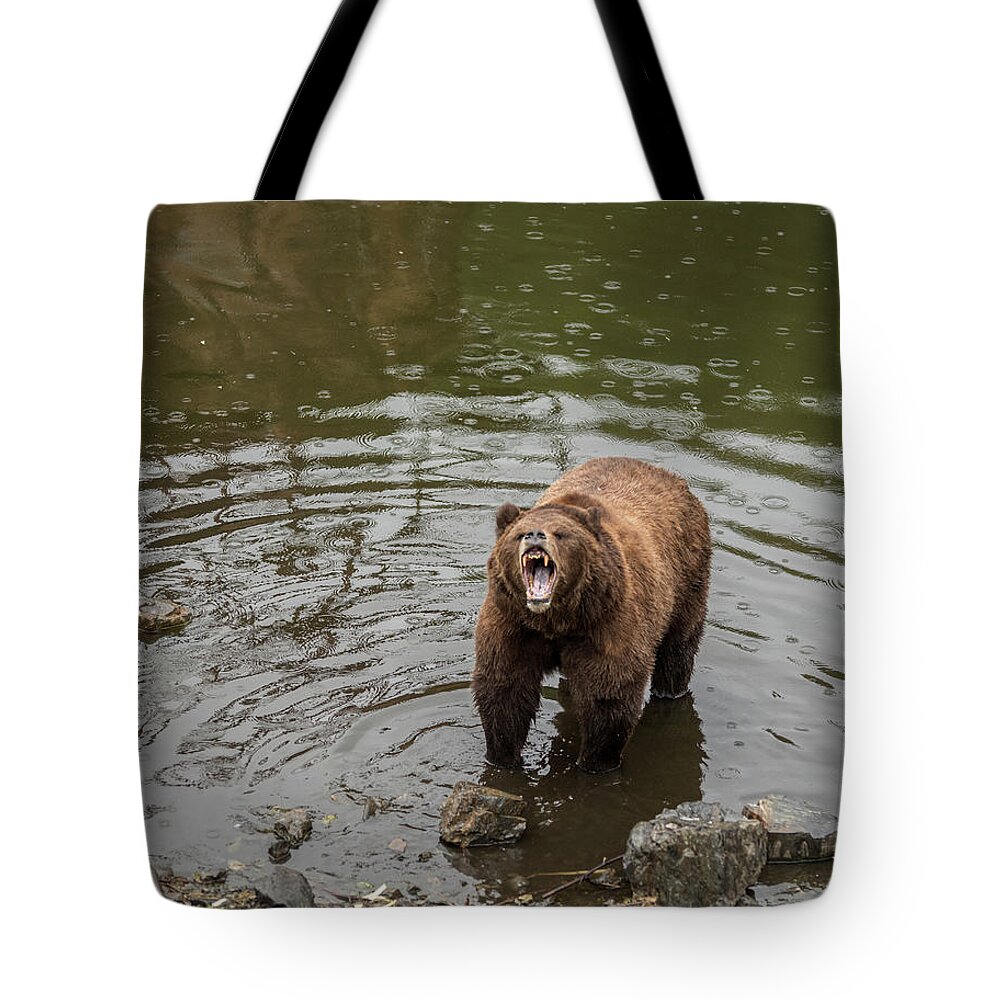 Brownie Showing Her Teeth Tote Bag featuring the photograph Roar by David Kirby
