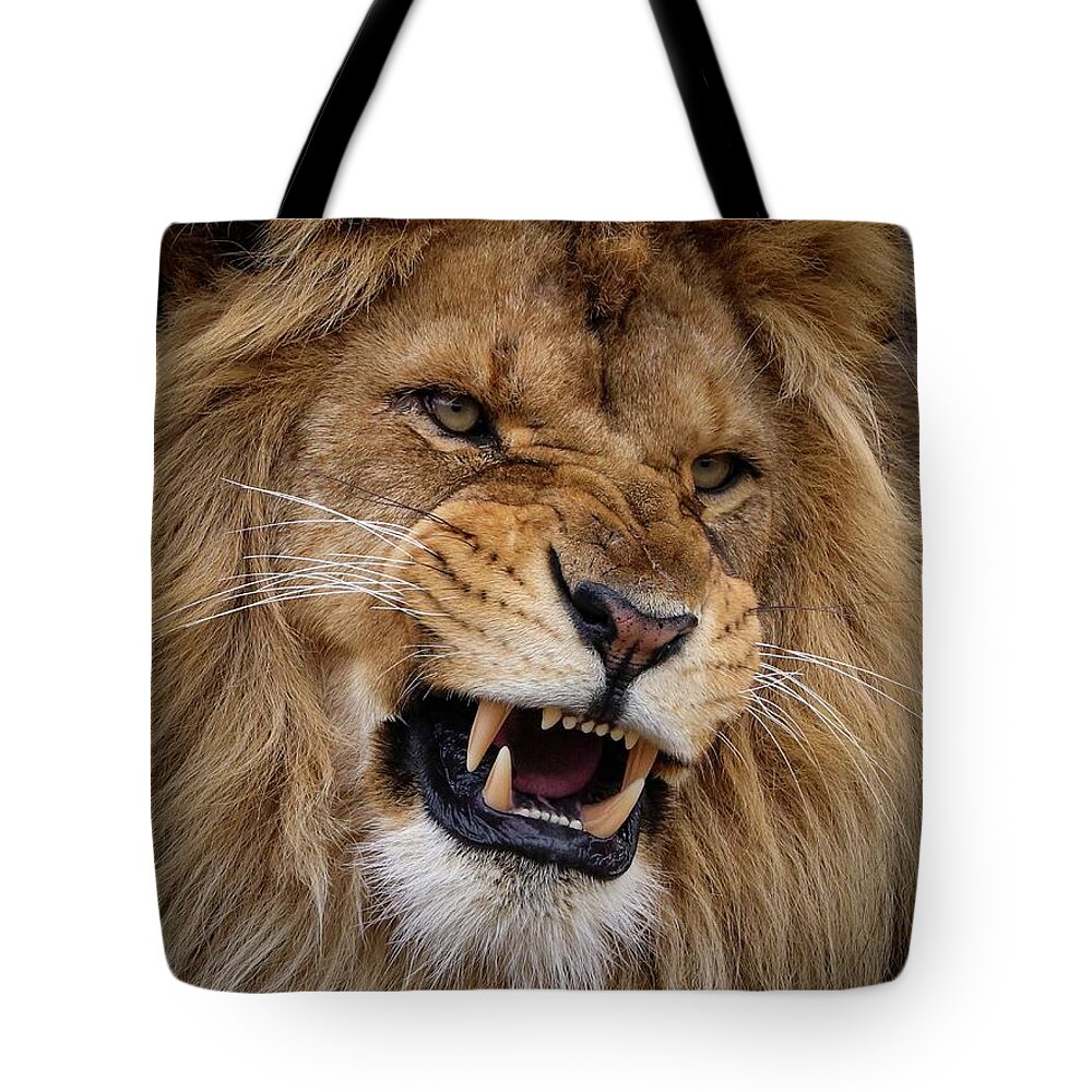 Lion Tote Bag featuring the photograph Roaring lion by RT Photography