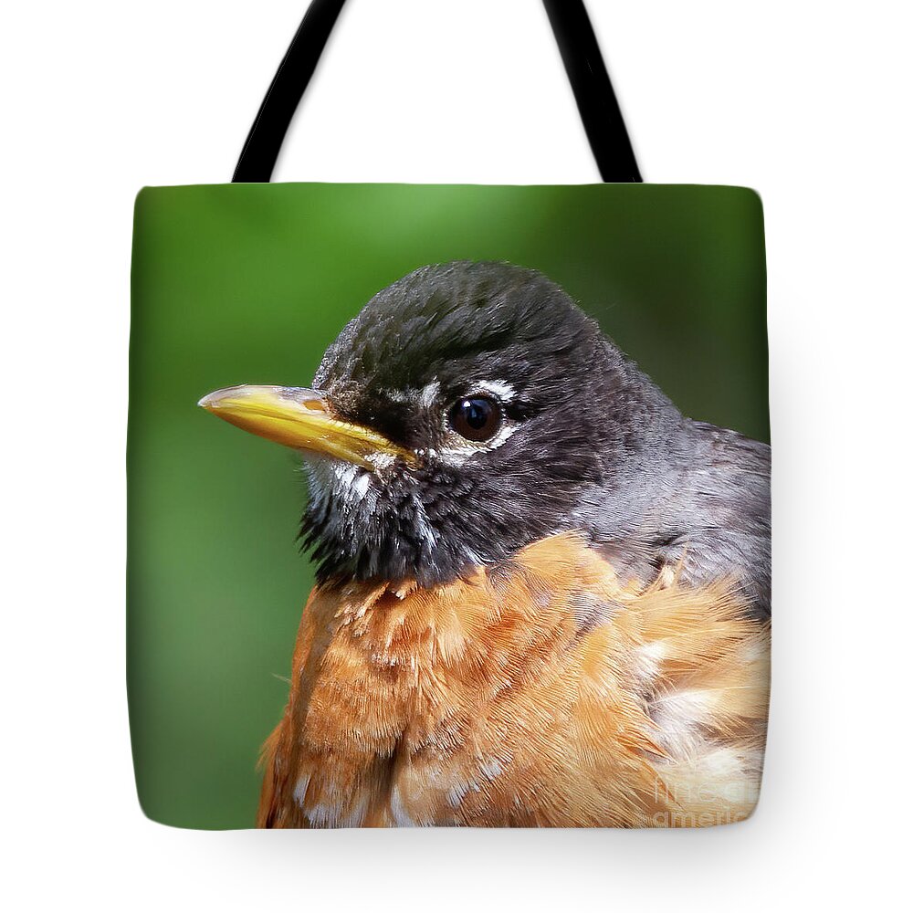 Robin Tote Bag featuring the photograph Robin Portrait by Chris Scroggins