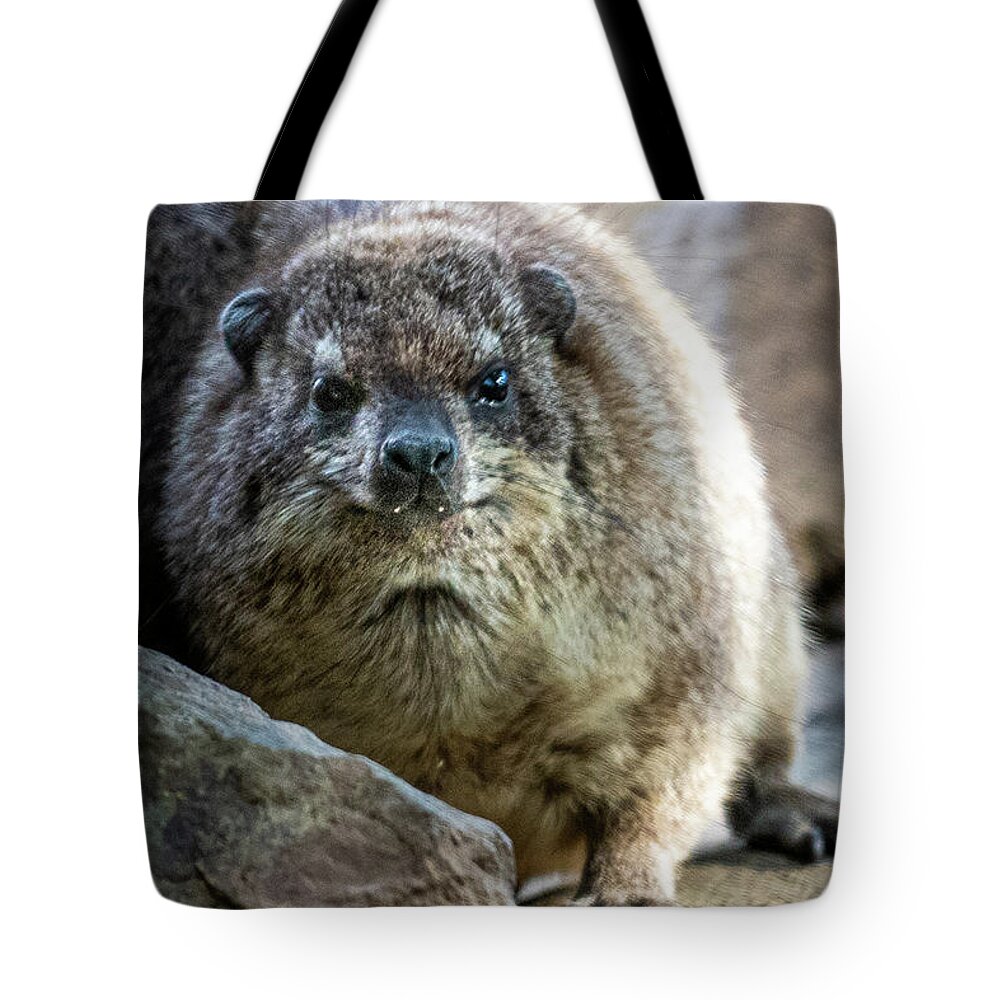David Levin Photography Tote Bag featuring the photograph Rock Hyrax Looking at You by David Levin