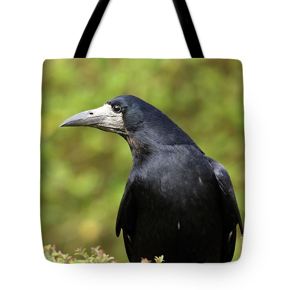 Rook Birds Nature Photography Black Green Prints Wall-art Tote Bag featuring the photograph Rook by Peter Skelton