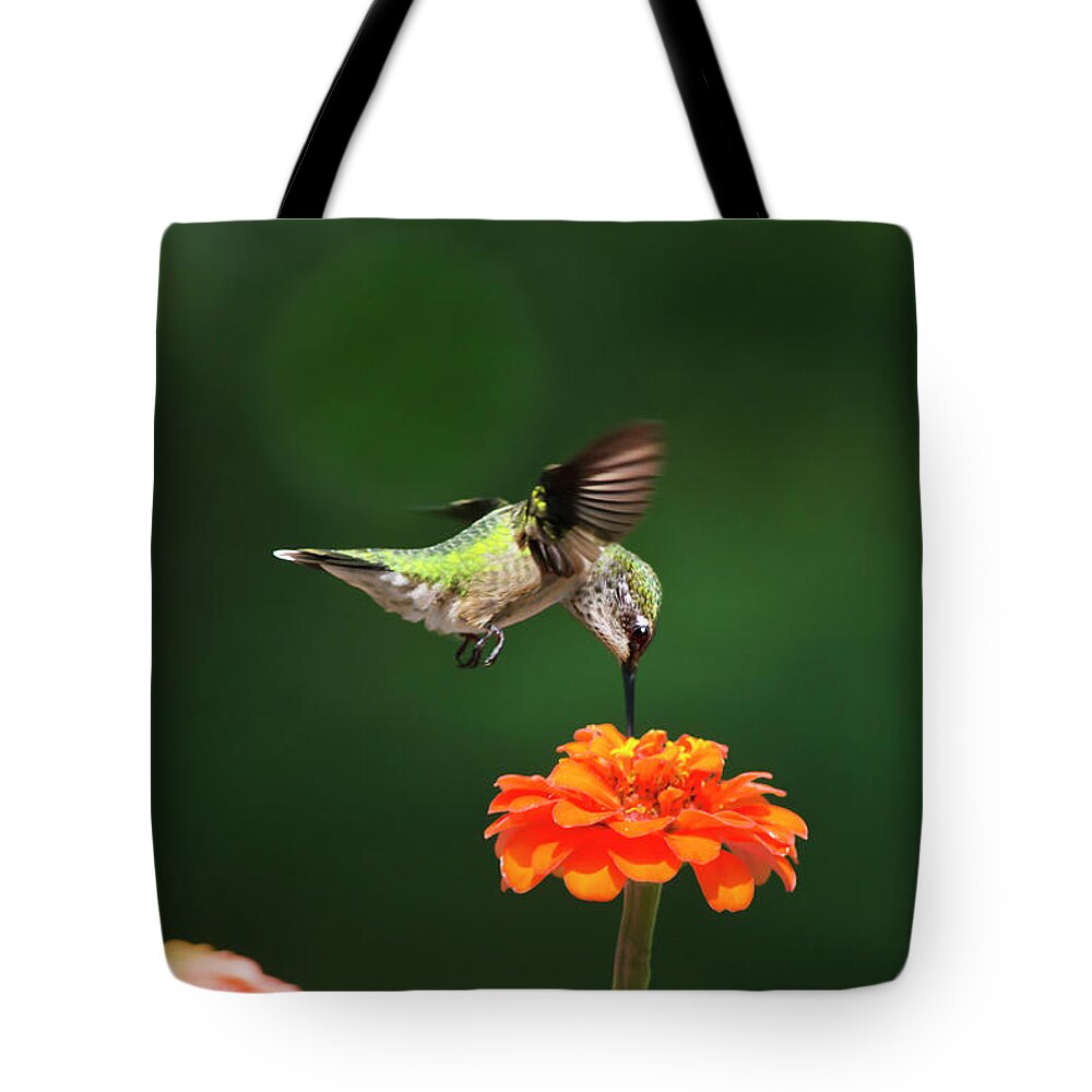 Hummingbird Tote Bag featuring the photograph Ruby Throated Hummingbird Feeding On Orange Zinnia Flower by Christina Rollo