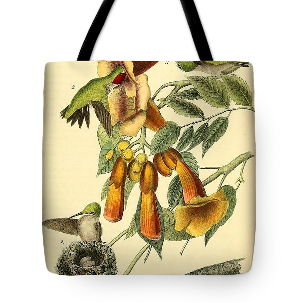 Birds Tote Bag featuring the mixed media Ruby throated Hummingbird by World Art Collective