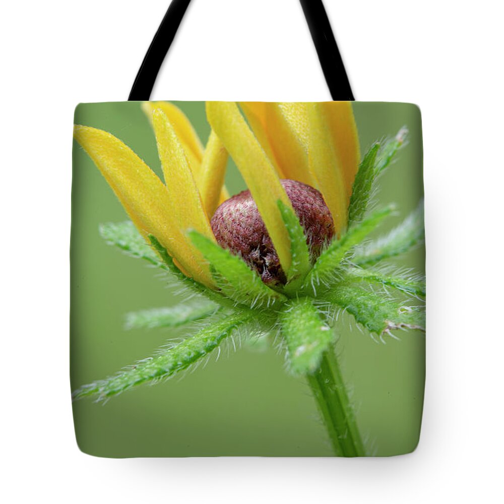 Bloom Tote Bag featuring the photograph Rudbekia Opening by Karen Rispin