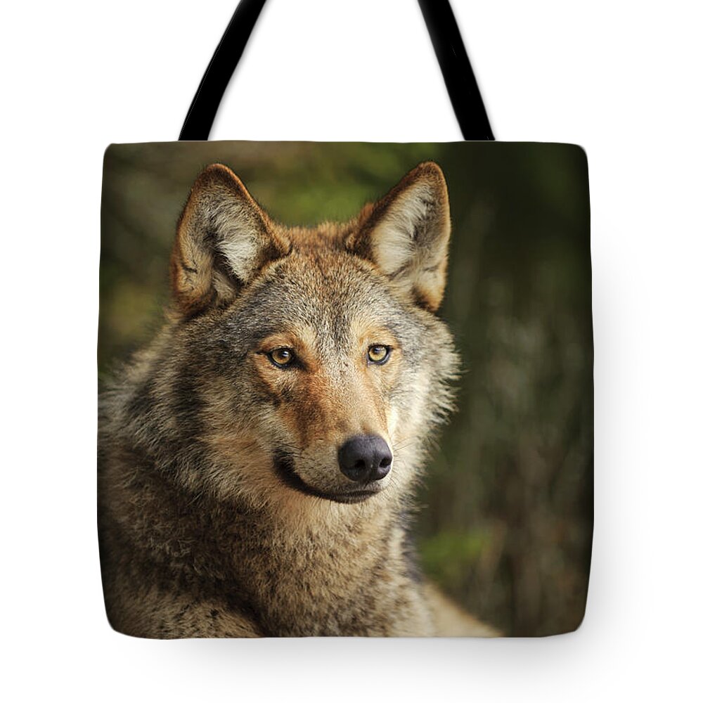 00582045 Tote Bag featuring the photograph Russian Wolf by Sergey Gorshkov