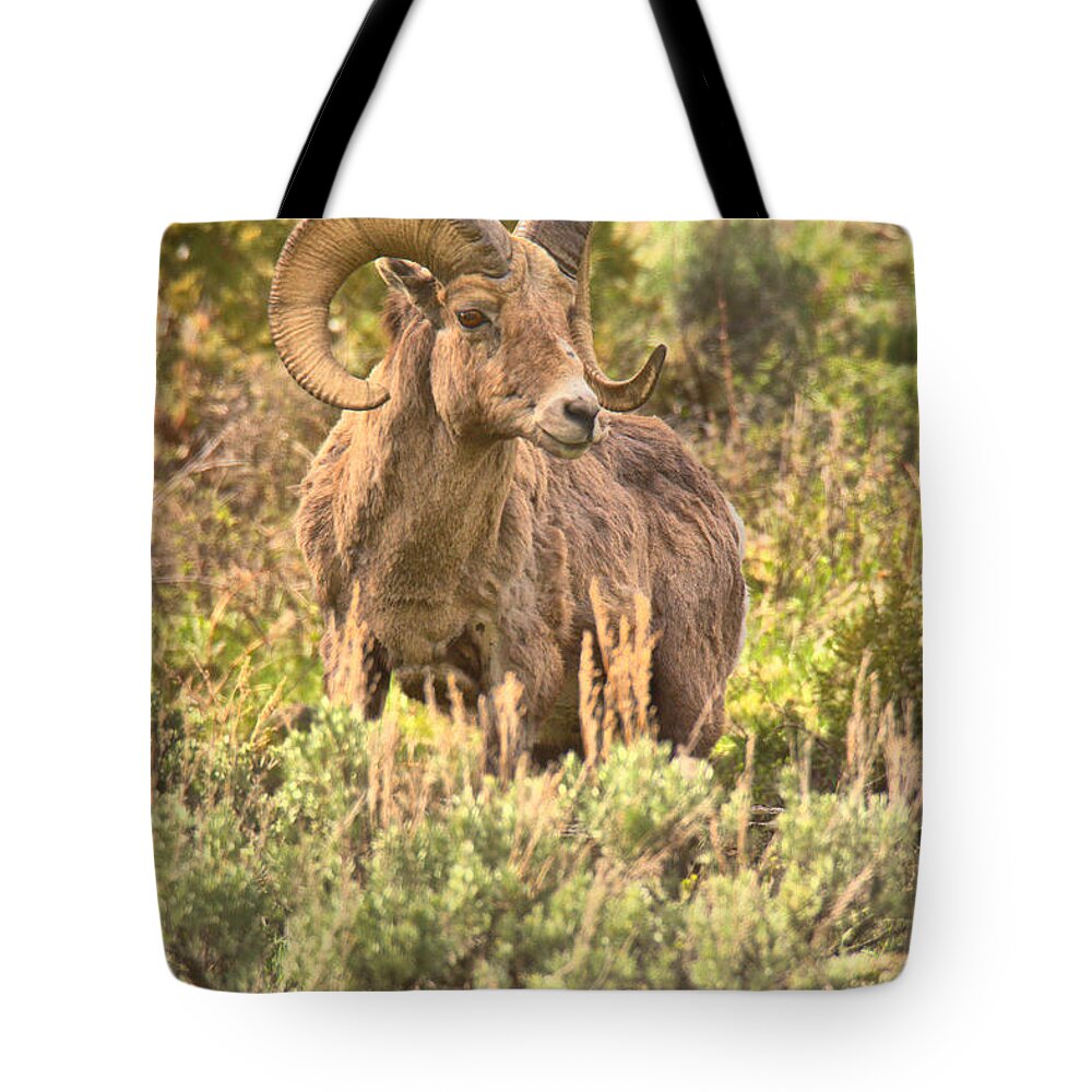 Bighorn Tote Bag featuring the photograph Sage Brush Ram Portrait by Adam Jewell