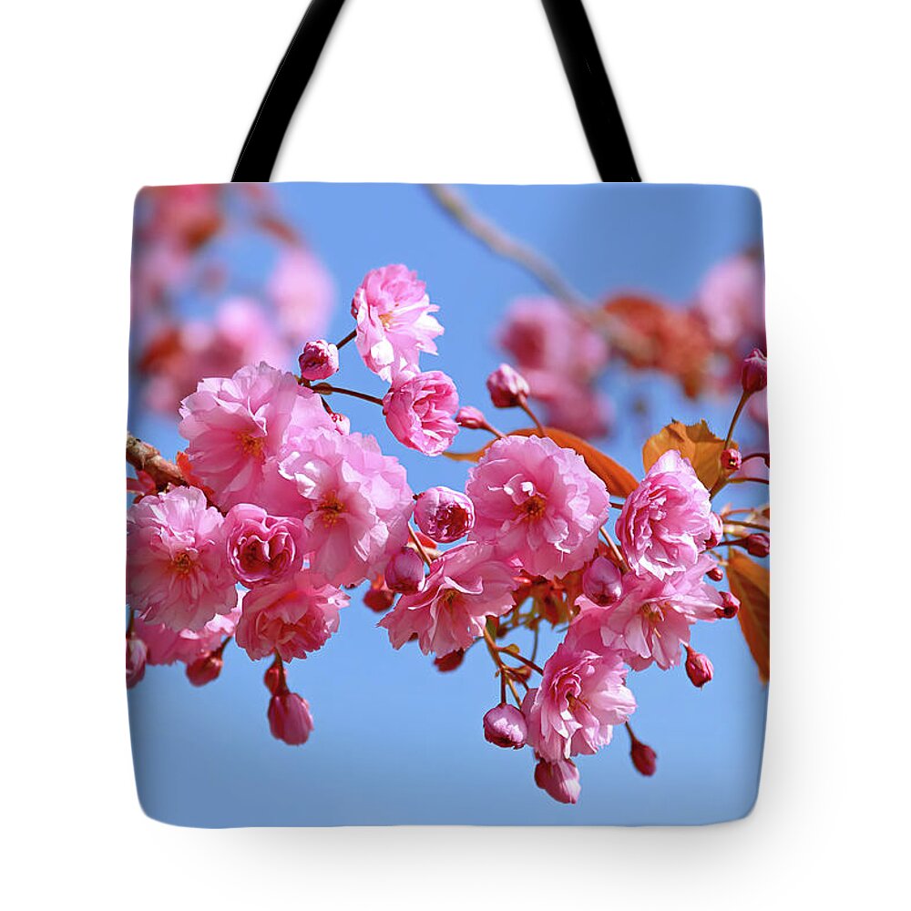 Pink Blossom Tote Bag featuring the photograph Sakura in a blue sky by Maria Meester