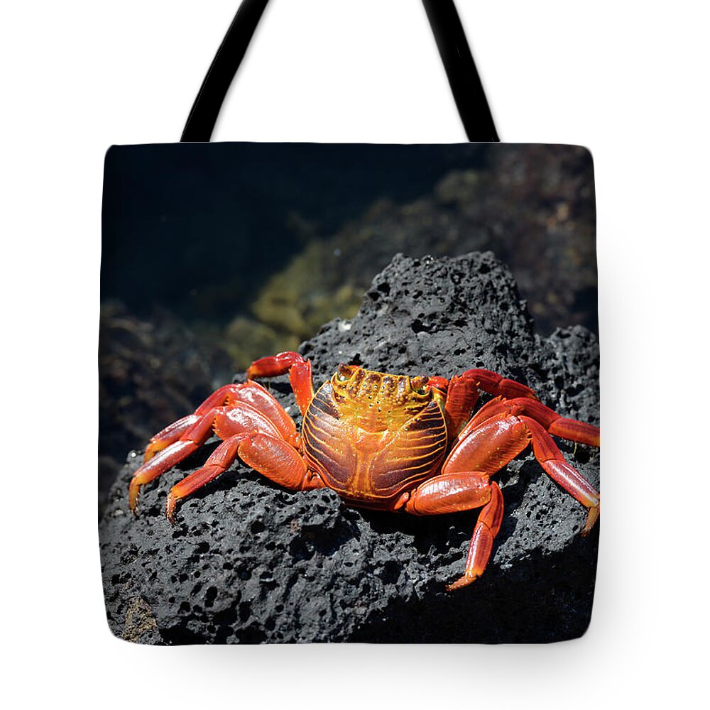 Republic Of Ecuador Tote Bag featuring the photograph Sally Lightfoot crab, Grapsus grapsus, Santa Cruz Island, Galapagos Islands, Ecuador by Kevin Oke