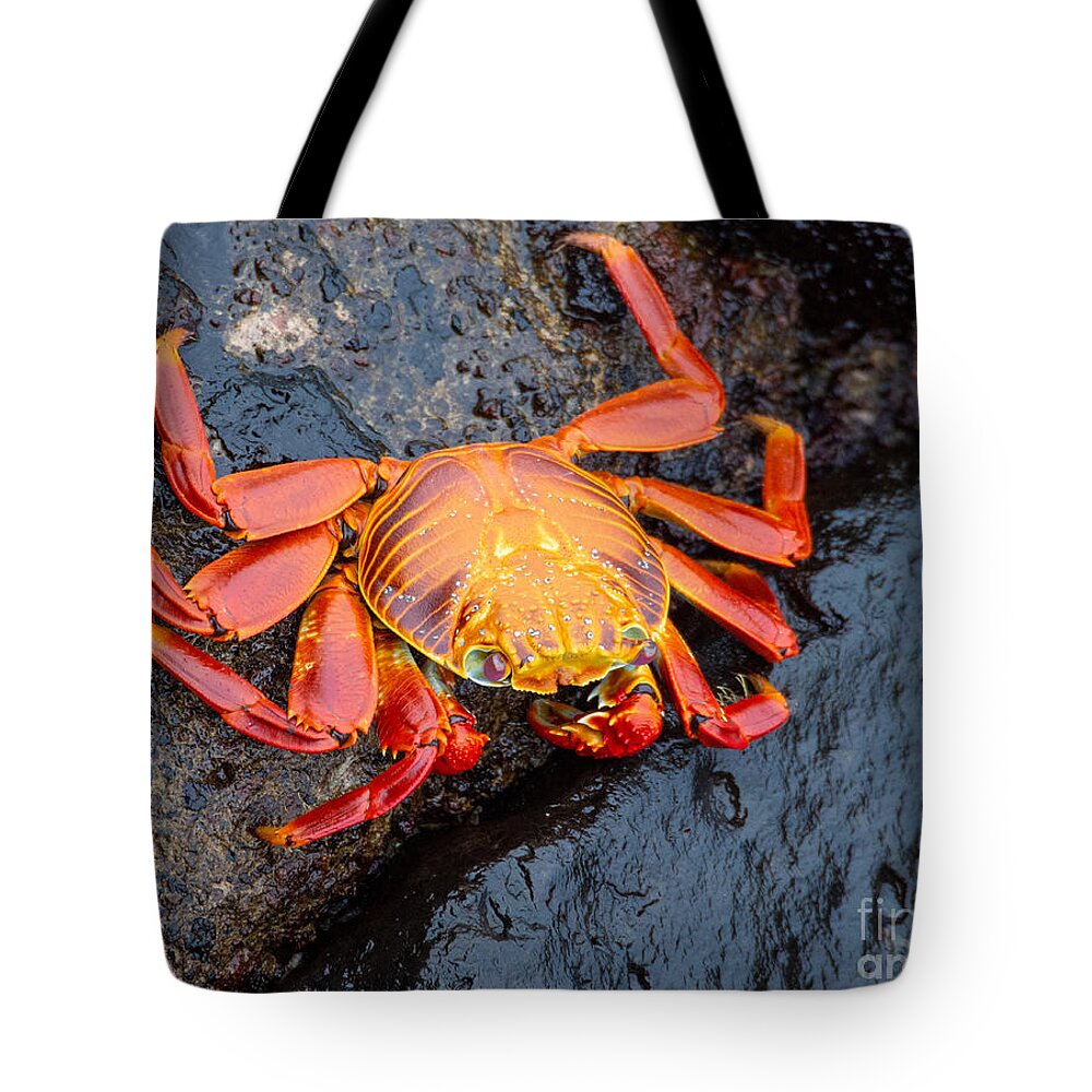 Crab Tote Bag featuring the photograph Sally Lightfoot Crab in the Galapagos by L Bosco