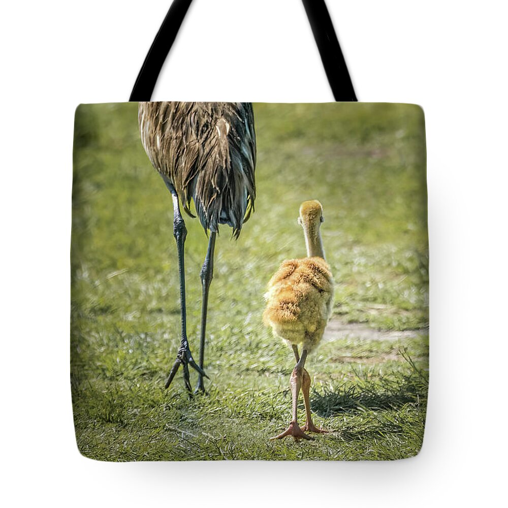 Sandhill Crane Chick Tote Bag featuring the photograph Sandhill Crane Chick Family by Rebecca Herranen