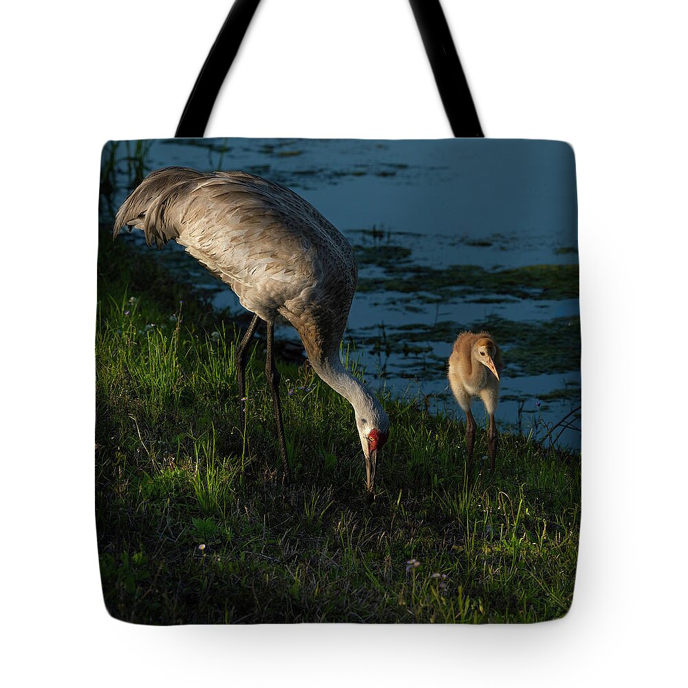 Birds Tote Bag featuring the photograph Sandhill Crane by Larry Marshall