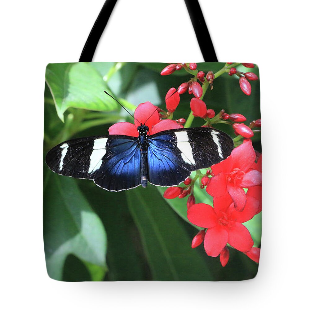 Arizona Tote Bag featuring the photograph Sapho Longwing Butterfly by Dawn Richards