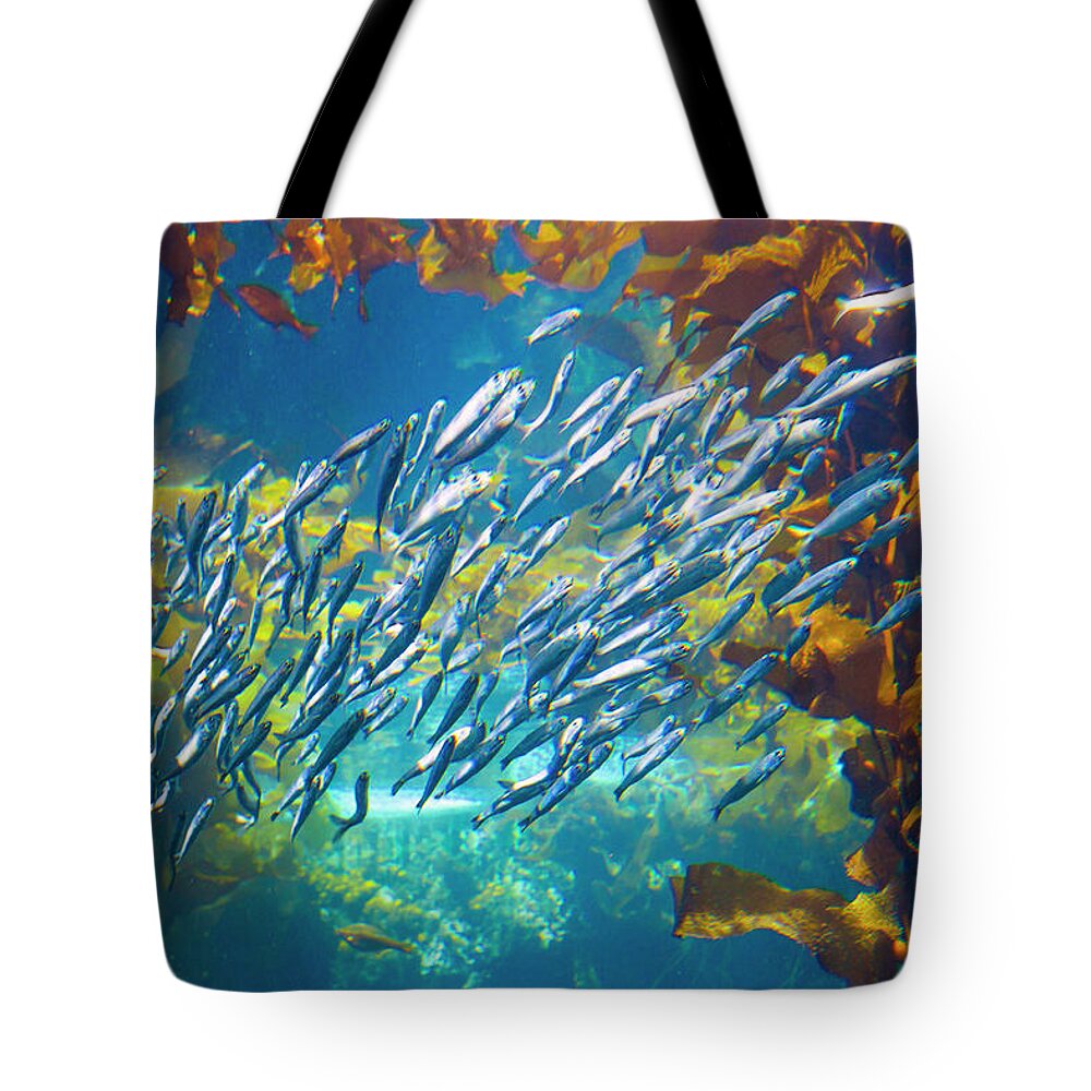 Sardines Tote Bag featuring the photograph Sardines and Anchovies in Kelp by Bonnie Follett