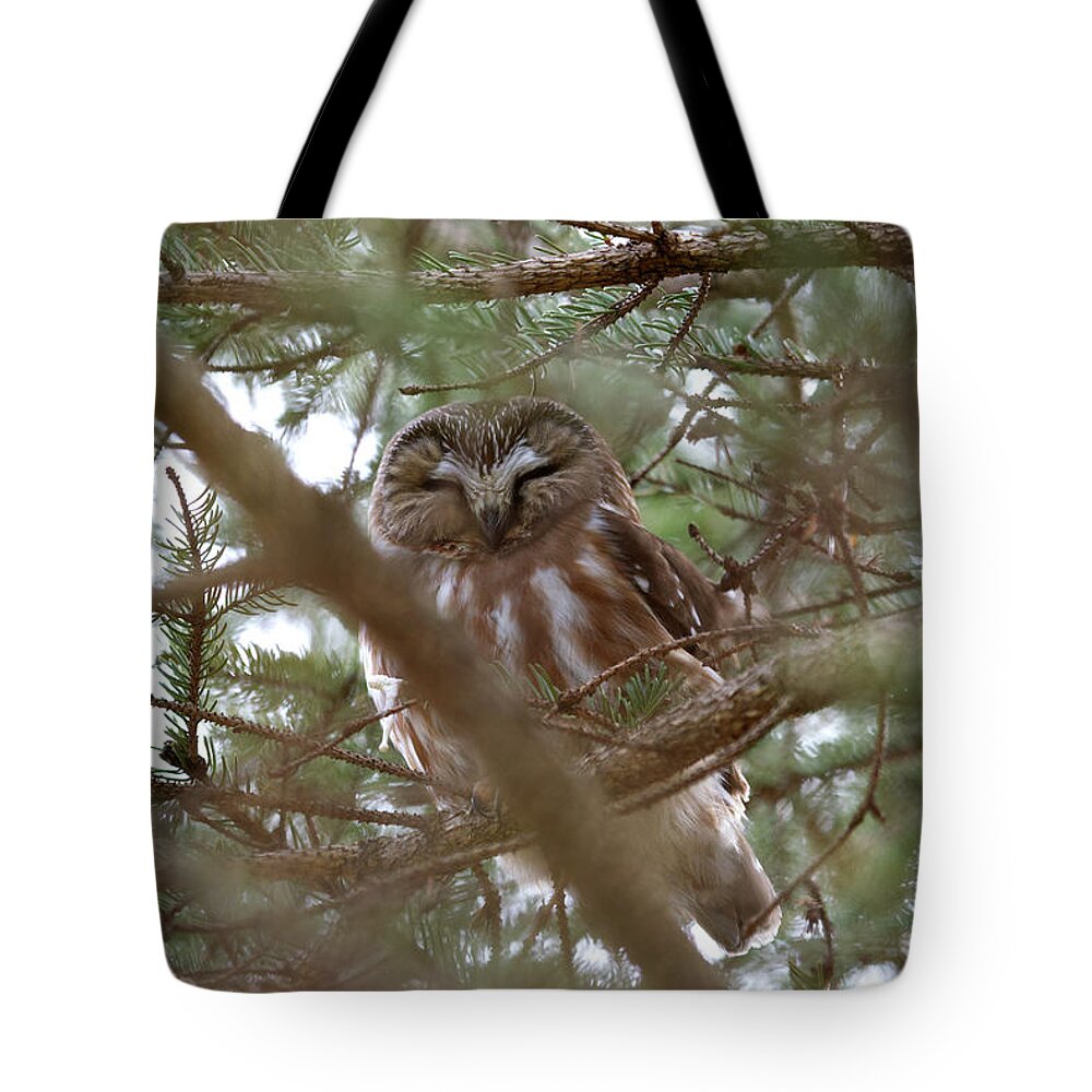 Saw-whet Tote Bag featuring the photograph Saw Whet Owl Hidden and Sleeping by Flinn Hackett