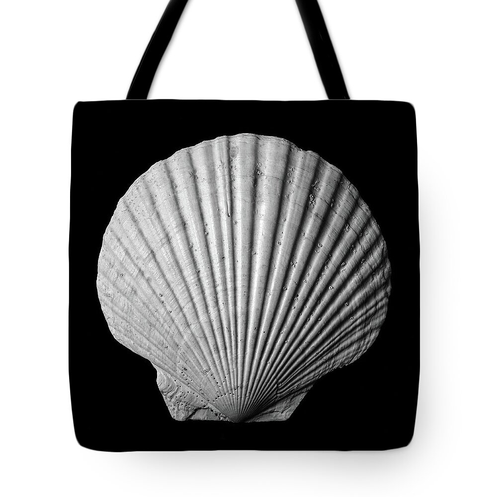 Sea Shell Tote Bag featuring the photograph Scallop Seashell by Jim Hughes