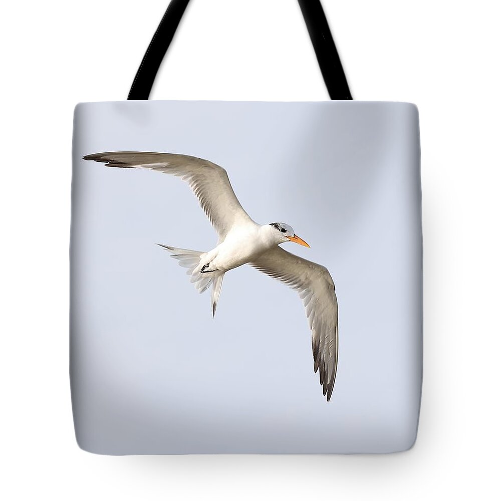 Royal Terns Tote Bag featuring the photograph Scanning the Water for Fish by Mingming Jiang