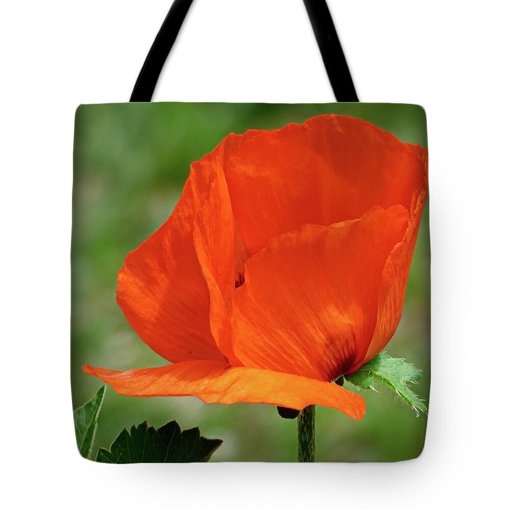Scarlet Tote Bag featuring the photograph Scarlet Poppy by Lyuba Filatova