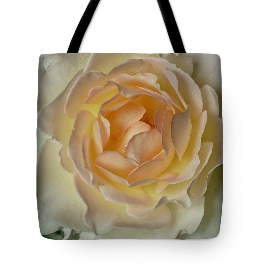 Flowers Tote Bag featuring the photograph Scented Rose by Amelia Racca