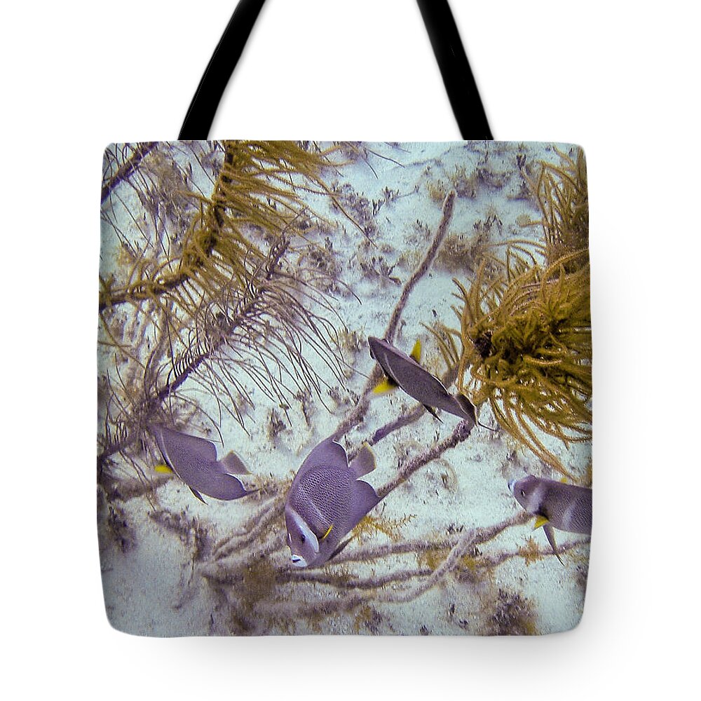 Animals Tote Bag featuring the photograph School Dance by Lynne Browne