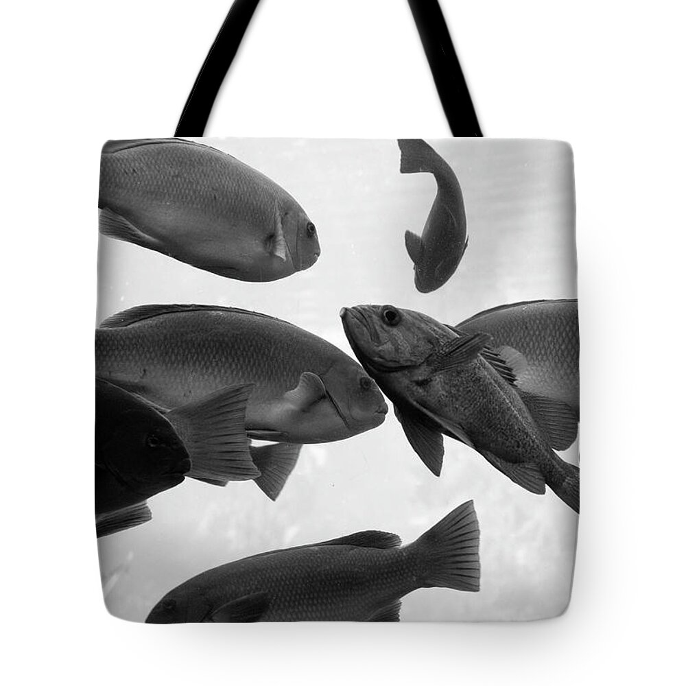 School Of Fish Tote Bag featuring the photograph Schools out by Gina Cinardo