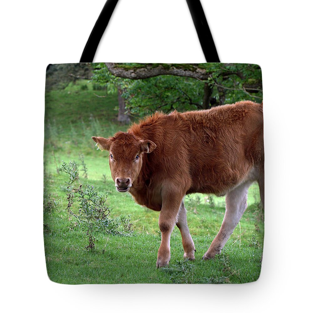 Cow; Cattle; Animal; Scotland; Pasture; Europe; Horizontal; Tote Bag featuring the photograph Scottish Cow by Tina Uihlein