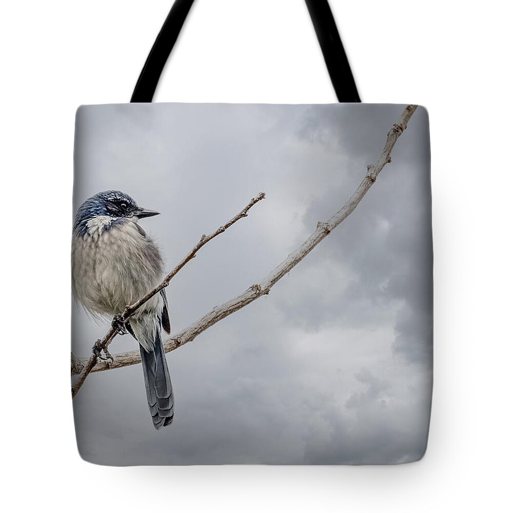 Jay Tote Bag featuring the photograph Scrub Jay by Jerry Cahill