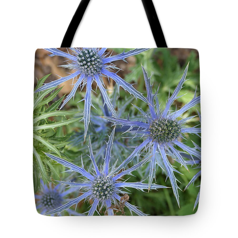 Sea Holly Tote Bag featuring the photograph Sea Hollies in bloom by Bentley Davis