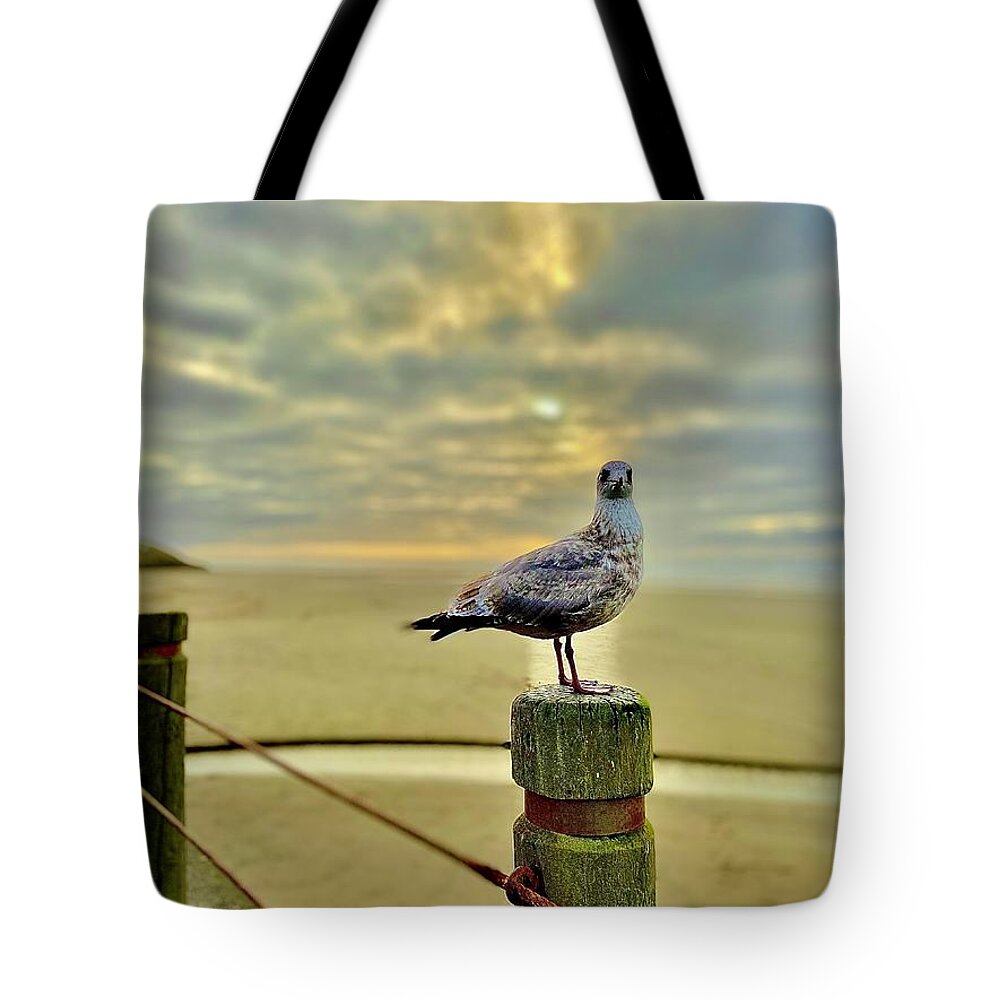 Newport Tote Bag featuring the photograph Seagull Model by Michael Oceanofwisdom Bidwell