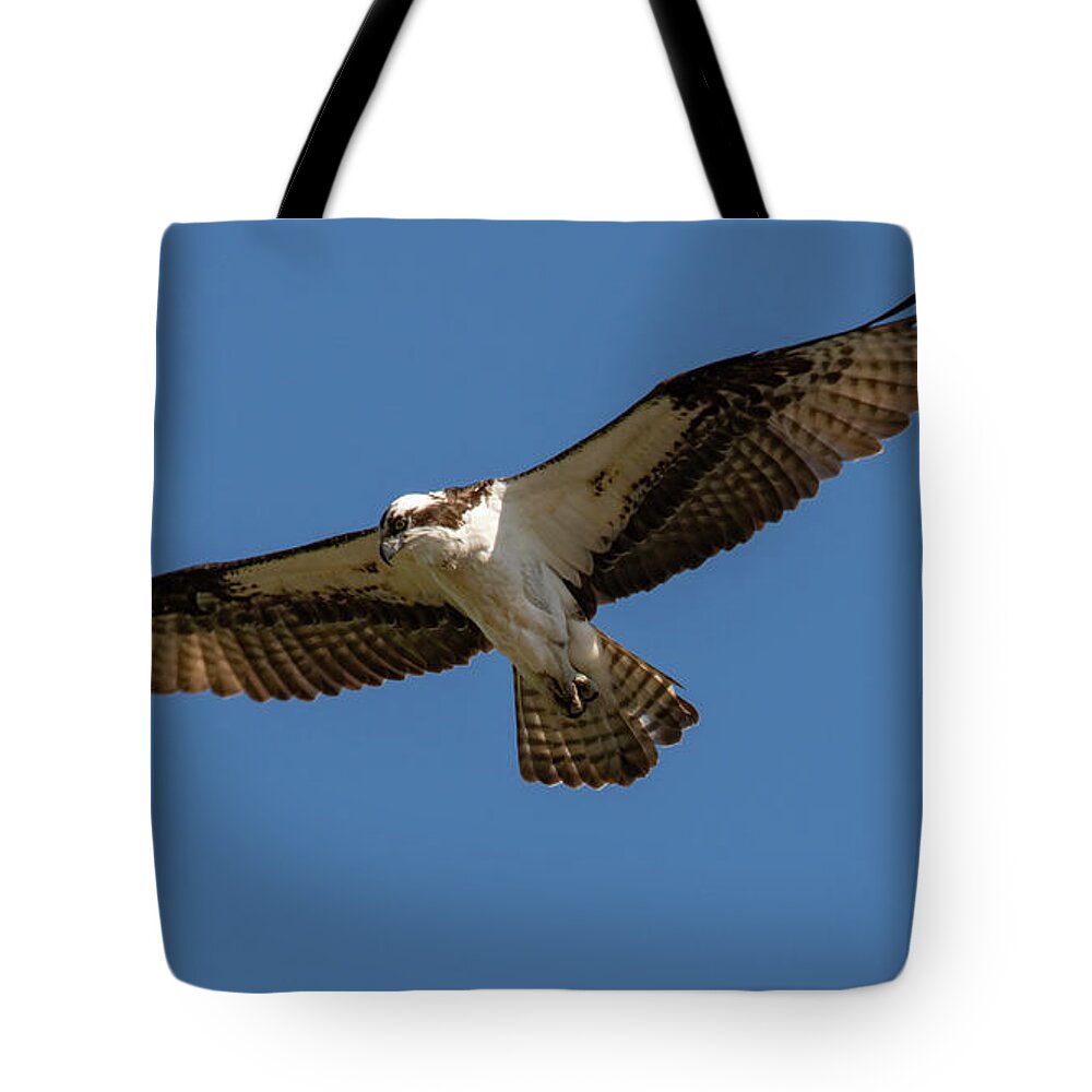 Osprey Tote Bag featuring the photograph Searching by Cathy Kovarik