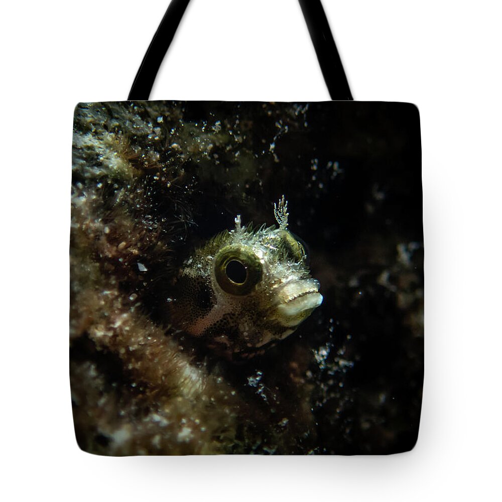 Blenny Tote Bag featuring the photograph Secretary blenny peeking out by Brian Weber