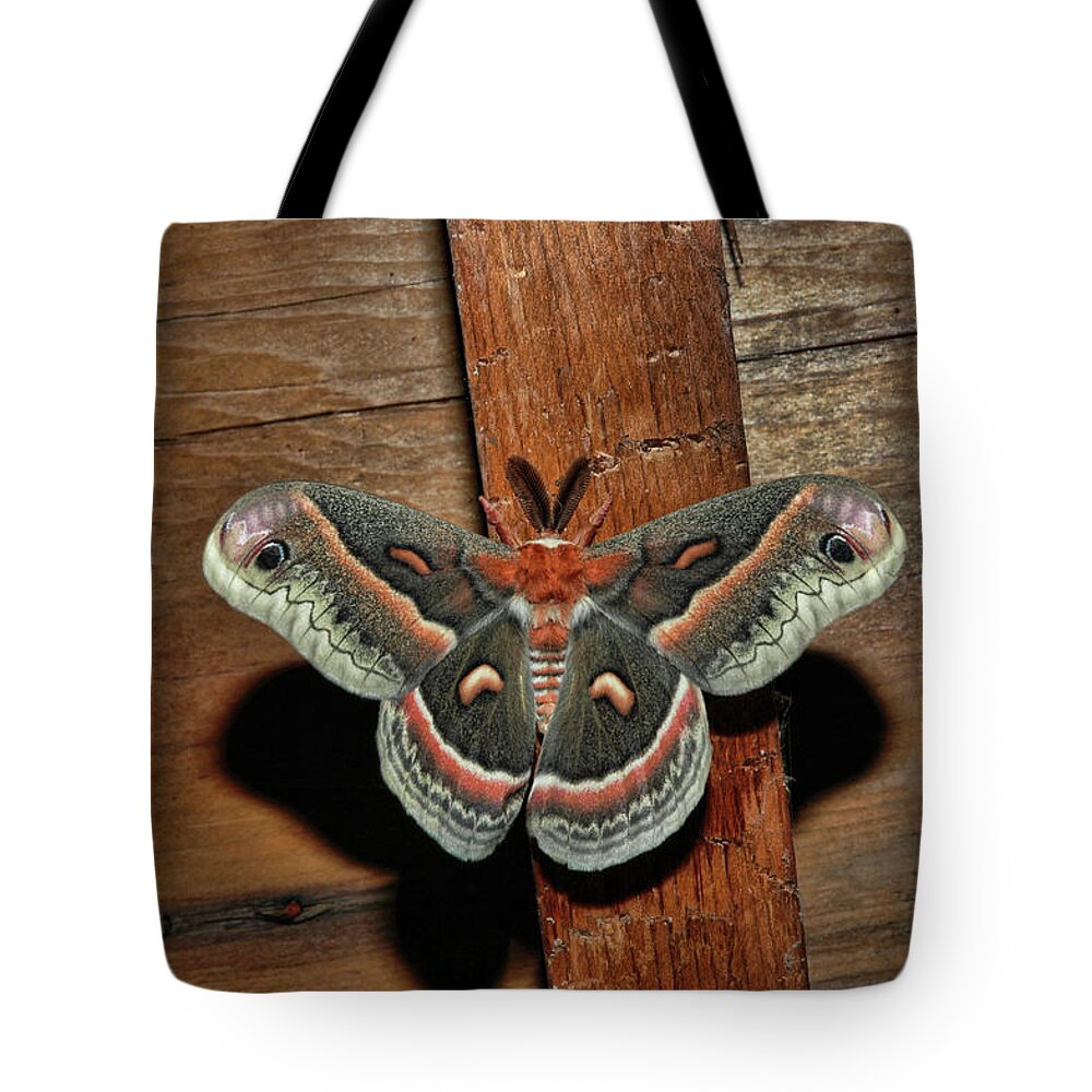 Moth Tote Bag featuring the photograph Secropius by David Armstrong