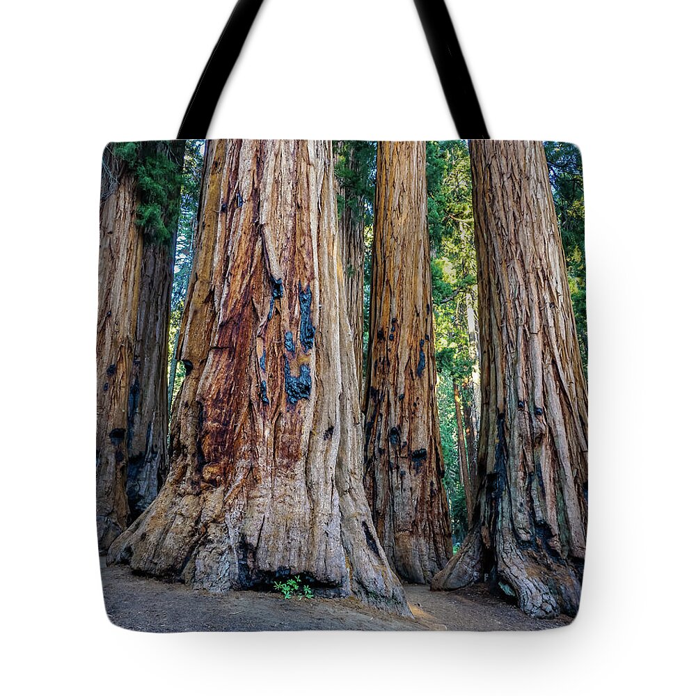 Sequoia National Park Tote Bag featuring the photograph Senate Group by Brett Harvey
