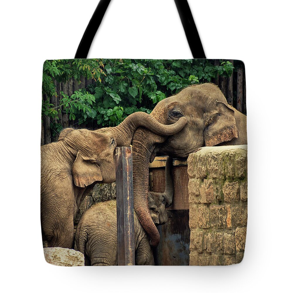 Elephants Tote Bag featuring the photograph Separated family of elephants hugging each other by Mendelex Photography