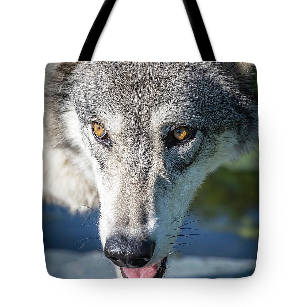 Wolf Tote Bag featuring the photograph Serious Close Up by Laura Hedien
