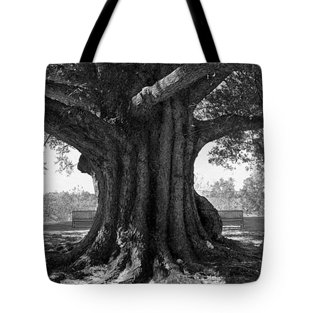 Shade Tree Tote Bag featuring the photograph Shade Tree B W by Mike McGlothlen