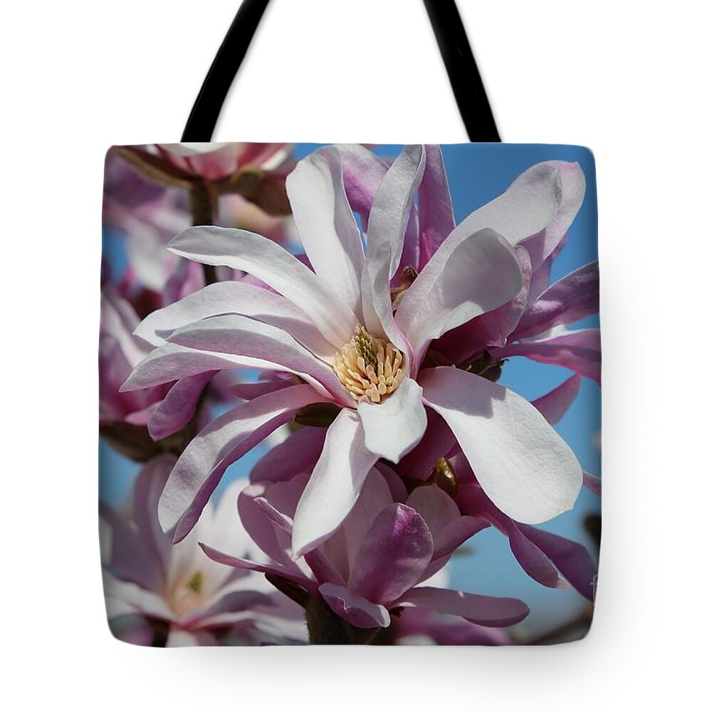 Loebner Magnolia Tote Bag featuring the photograph Shades of Pink Magnolia by Carol Groenen