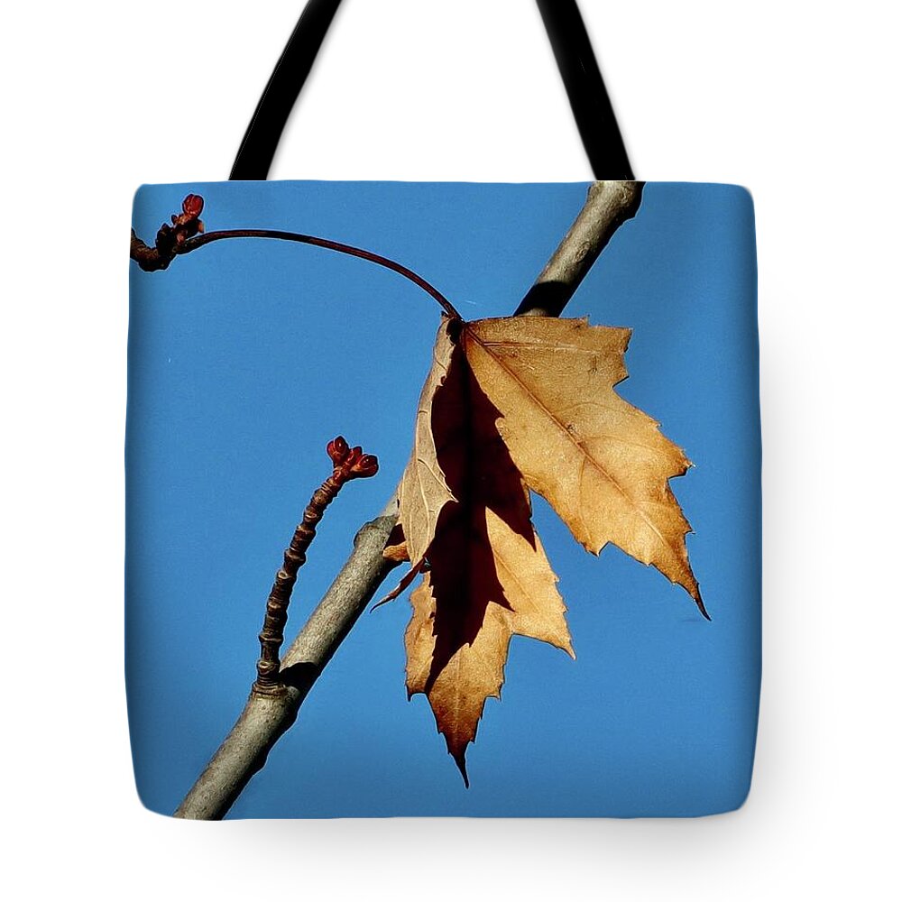Autumn Tote Bag featuring the photograph Shadows of Autumn by Sarah Lilja