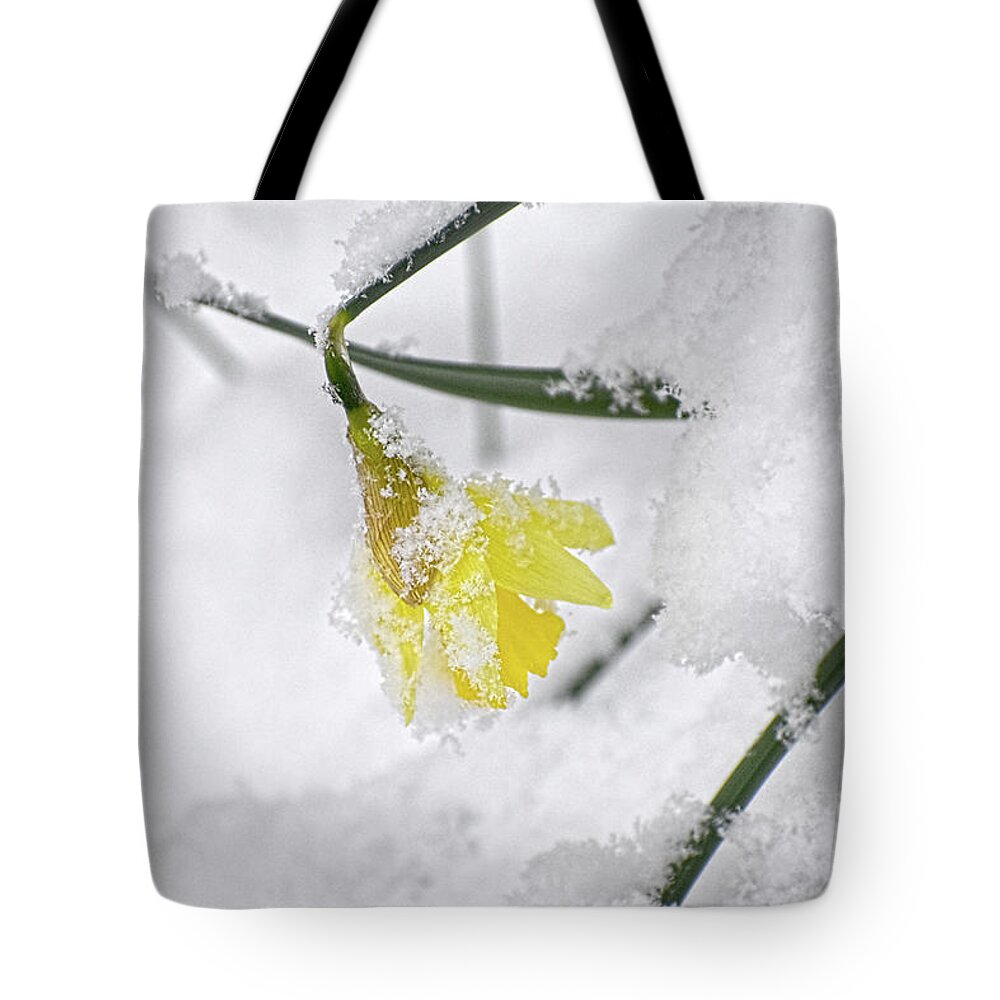 Daffodil Tote Bag featuring the photograph She sleeps by Jason Bohannon