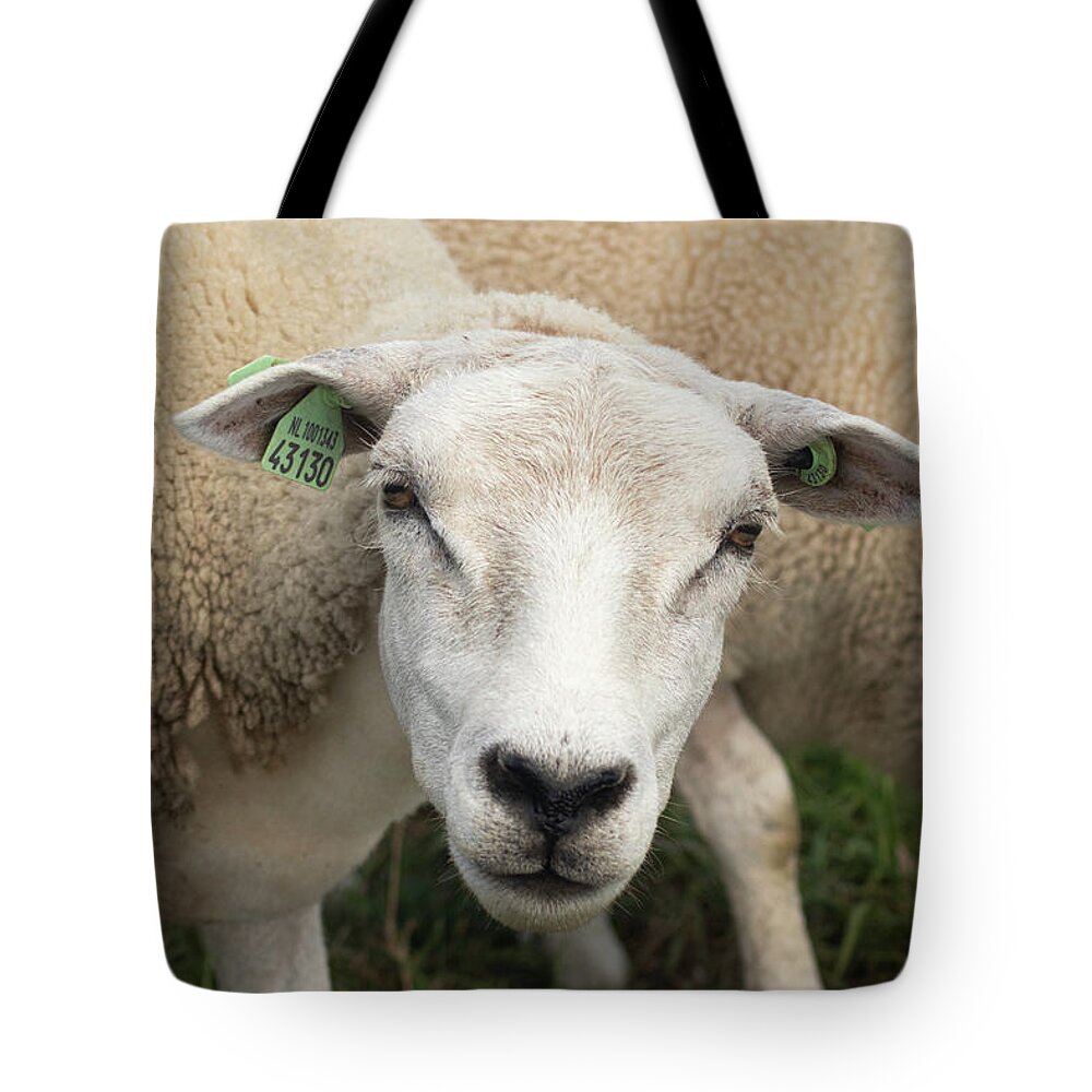 Sheep Tote Bag featuring the photograph Sheep by MPhotographer