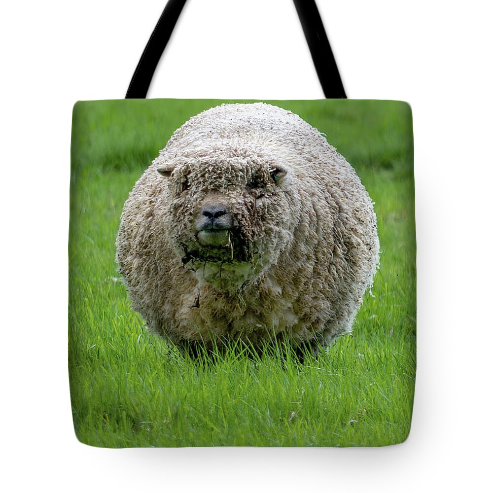 Sheep Tote Bag featuring the photograph Sheep stare by Steev Stamford